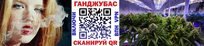 Конопля гибрид  Гурьевск 